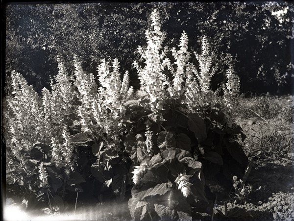 Ifølge protokol over fotografiske plader er datoen som angivet, og navnet Salvia Turkestanica.