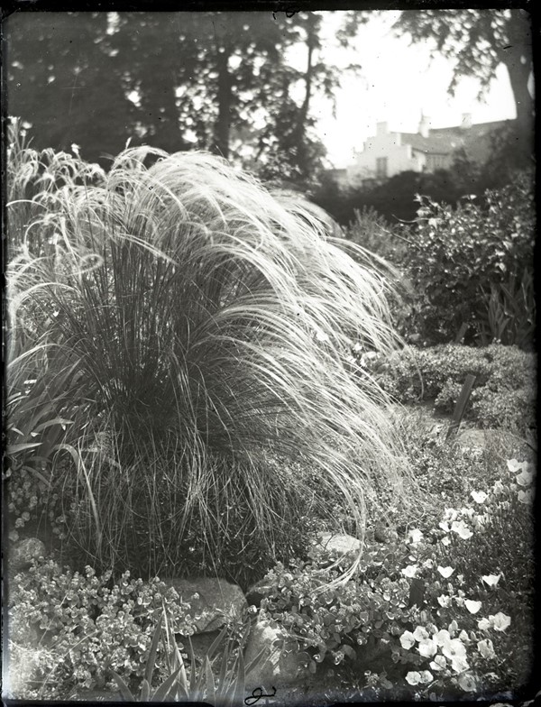 Stenhøjen i Kolding planteskole med Stipa pennata (Thorvaldsens hår eller almindelig fjergræs). 