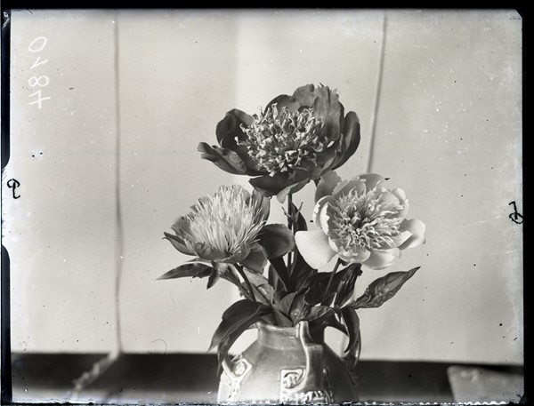 Afskårne blomster. Pæonia ch. Riugegur (øverst), Pæonia Hana no. sato (t.v.) og Pæonia Kasane jishi (t.h.).