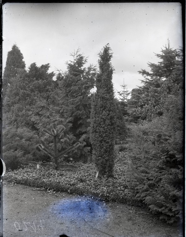 Araucaria (Abeskræk-slægten), Juniperus 